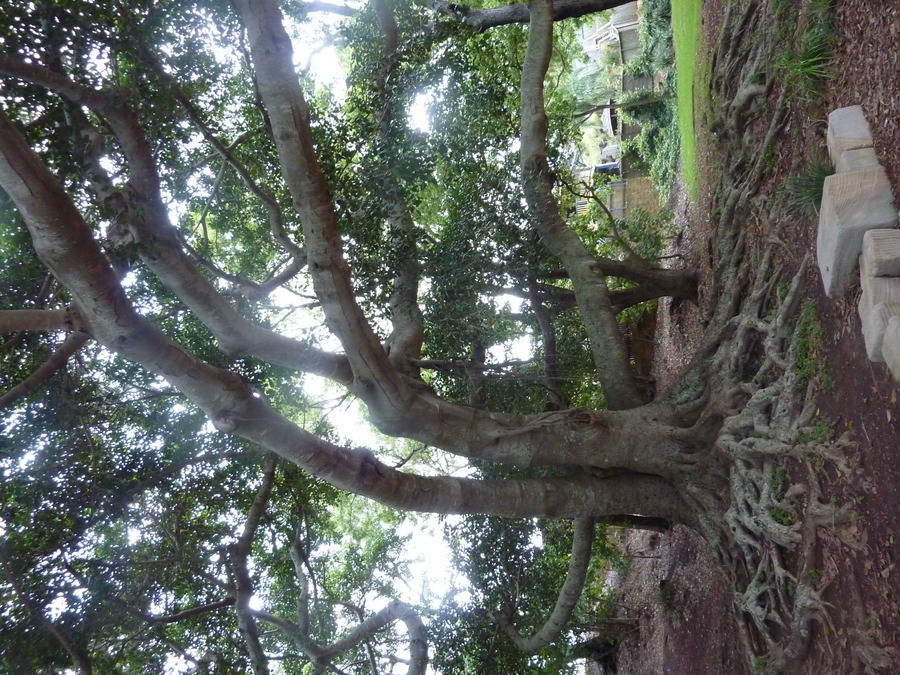 p1000930.jpg